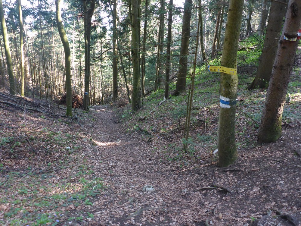 P1080281.JPG - Dann geht es weiter den Waldlehrpfad, vorbei am Bründlriessteig. Der Plan B- da runter und den Zischka wieder rauf, wird verworfen.