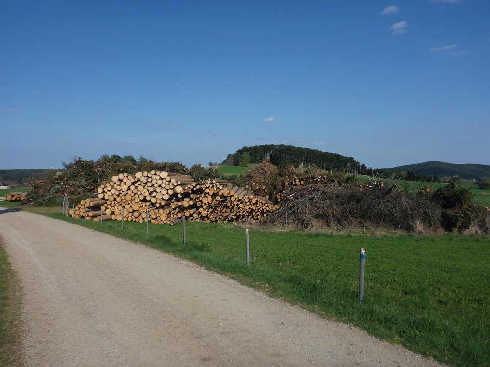 P1080286.JPG - Hier wurde der Wald abgelegt.