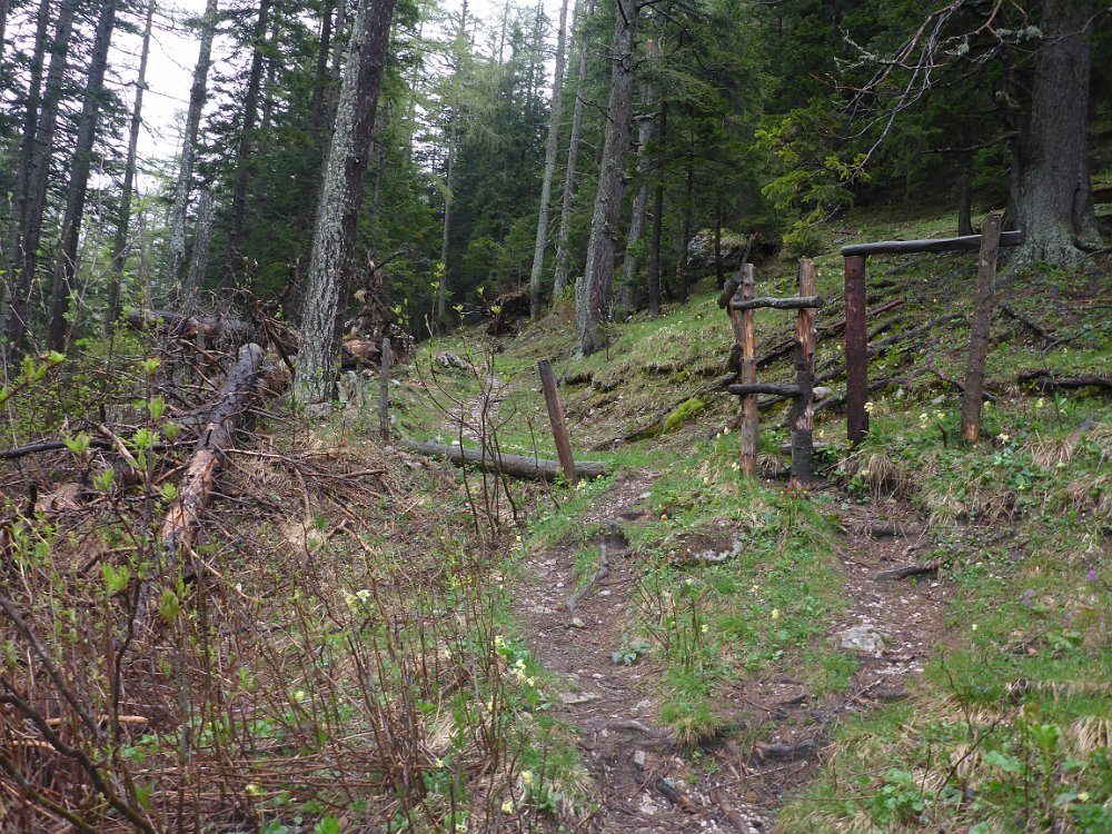 P1080411.JPG - Der Weg durch den Wald ist recht steil.