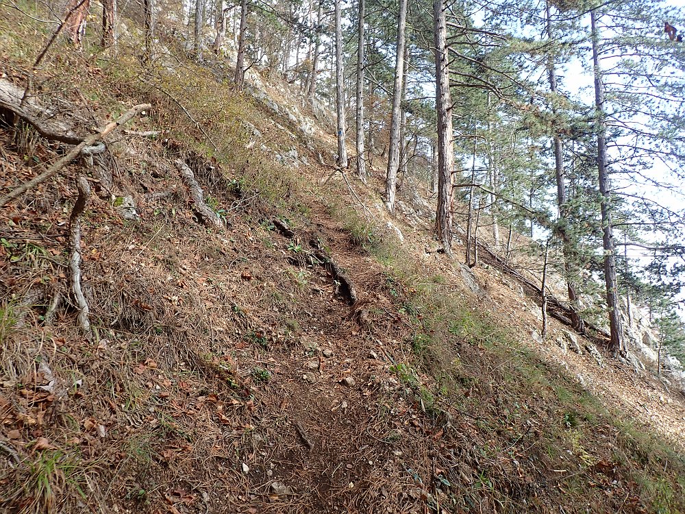 0B103234.JPG - ..bergab und hier wieder den Wandfußsteig bergan.