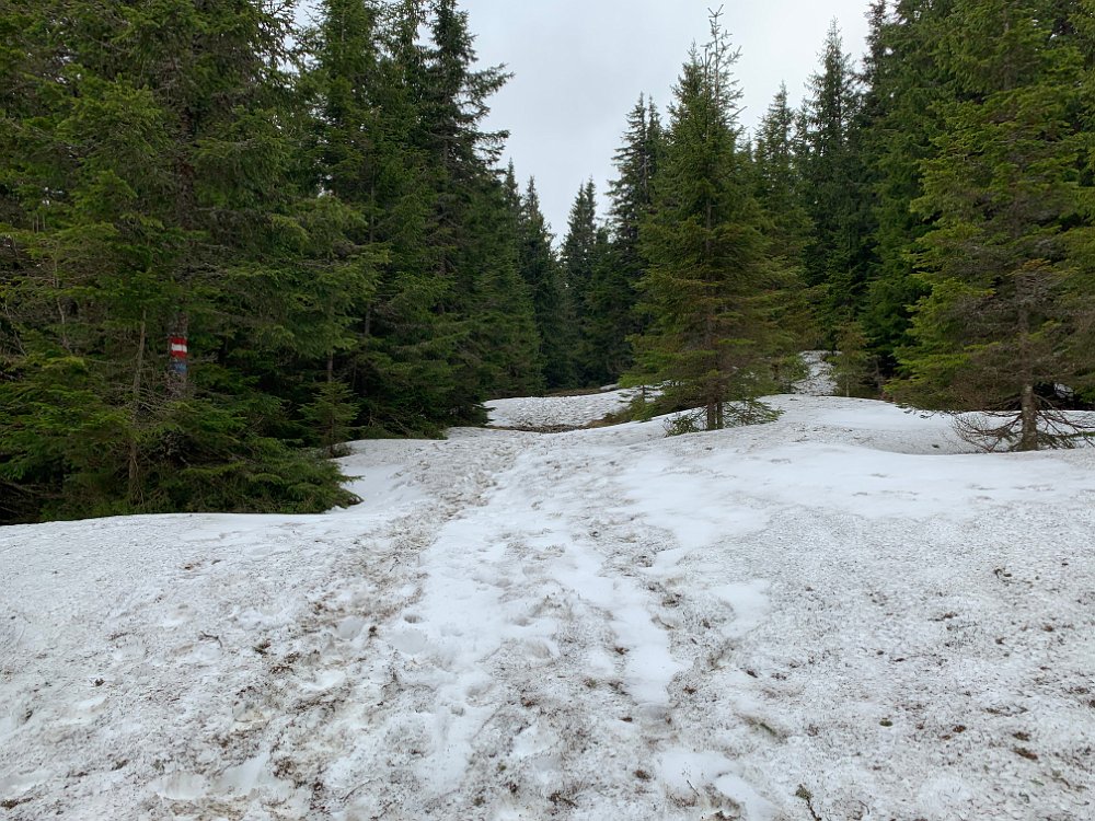 IMG_1809.jpg - Der Restschnee ist gepresst, es geht sich einfacher als befürchtet