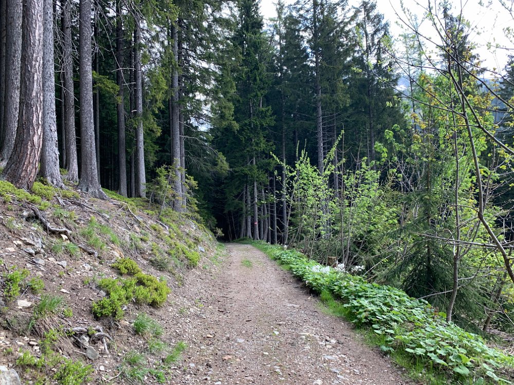 IMG_1968.jpg - Ich starte in den Waldweg.