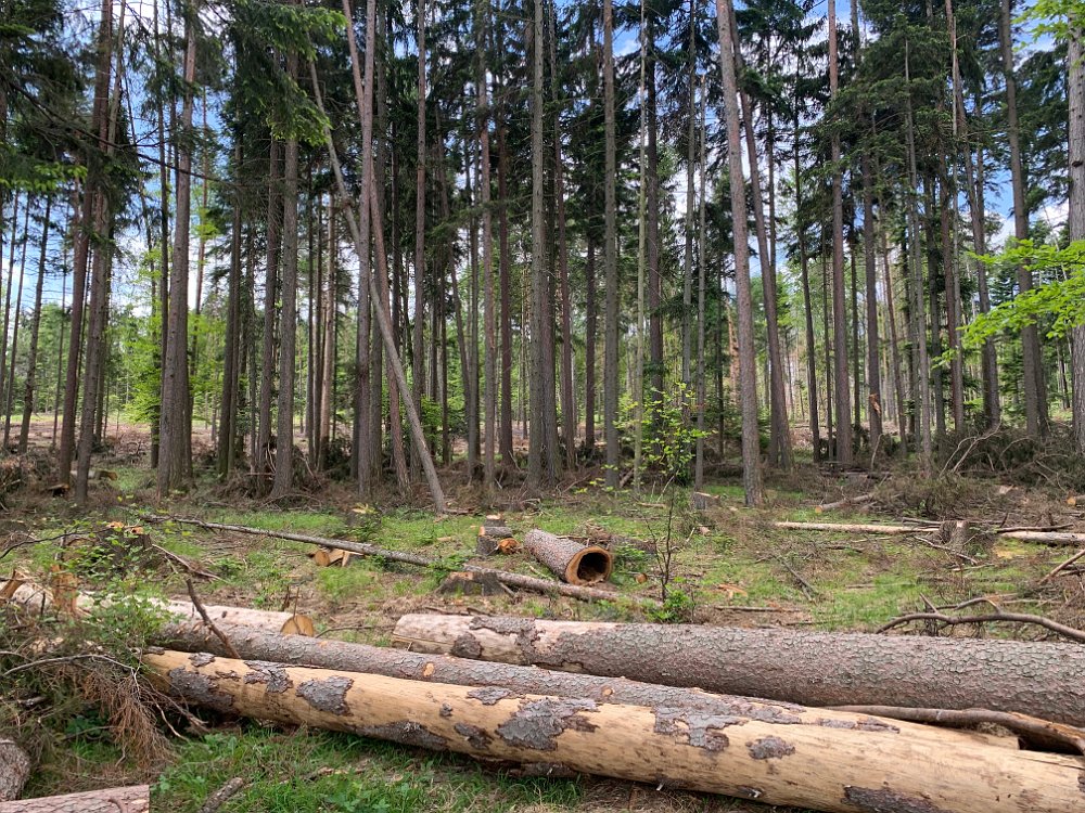 IMG_2253.jpg - Der Wald wurde gelichtet