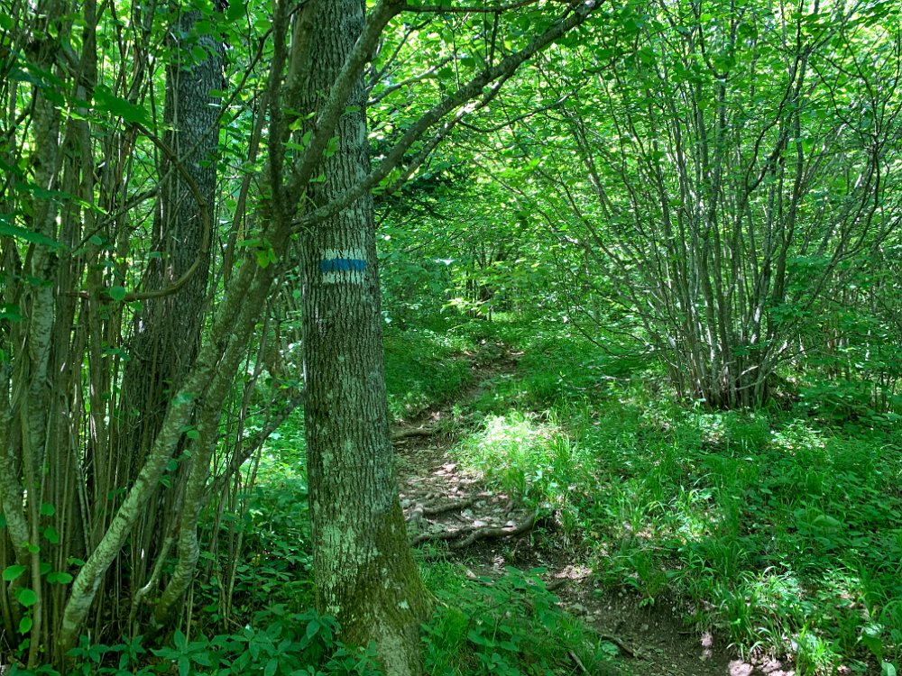 IMG_2420.jpg - Aber da! Das ist doch der Drobil. Laut GPS bin ich auch nun am Drobil, also doch keine Kletterei!