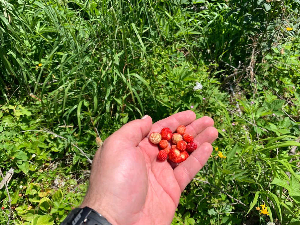 IMG_2444.jpg - Fuchsbandwurm? Kann sein, aber die Erdbeeren sind nun mal reif und gut.