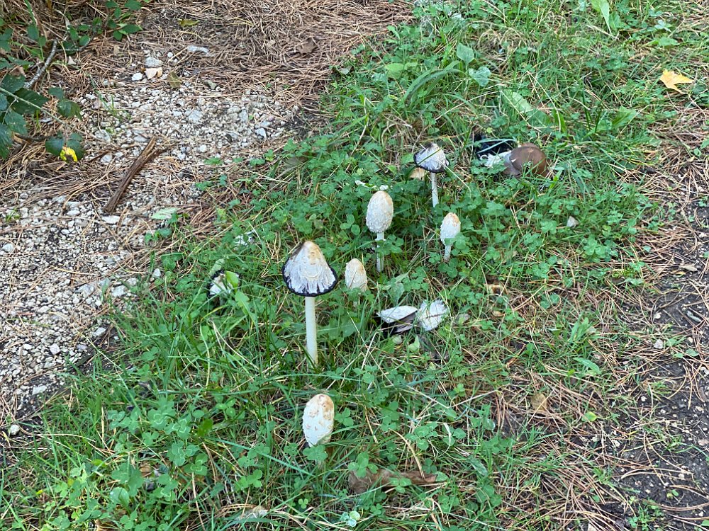 2019.10.13 09.57.16.jpg - Schopftintlinge- Die sind einmal bei uns im Garten gewachsen- schmecken gebacken ganz gut solange sie ausschließlich weiß sind.