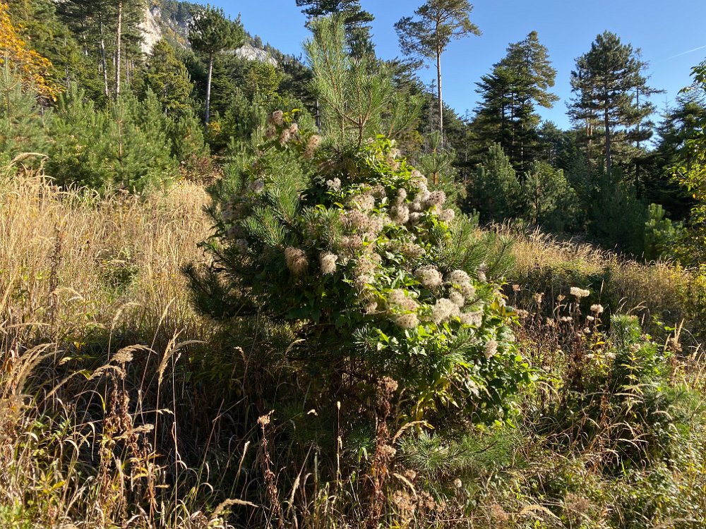 2019.10.13 10.33.07.jpg - Ein Strauch voller Zunder.