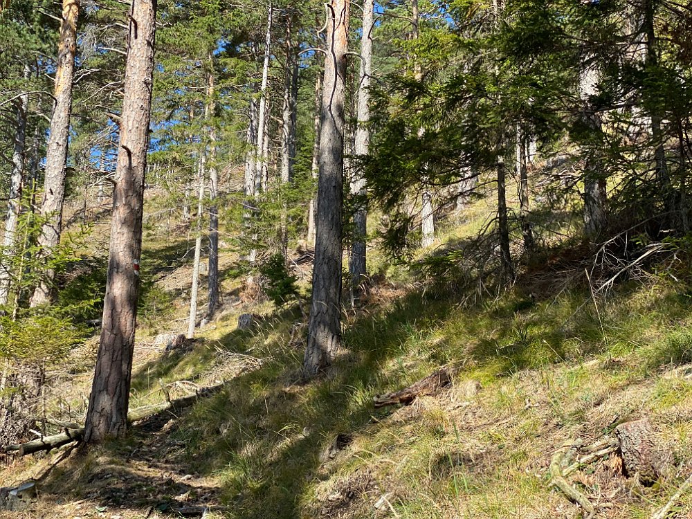 2019.10.13 11.40.44.jpg - Wir schweifen nach links ab, da wir, also eigentlich Matthias, auf einen cache aus sind.
