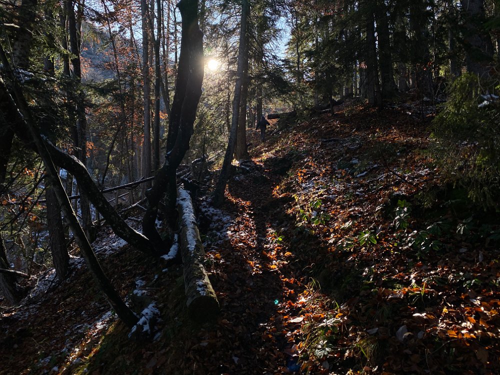 2019.11.01 11.43.55.jpg - Im Schneeregenwald...