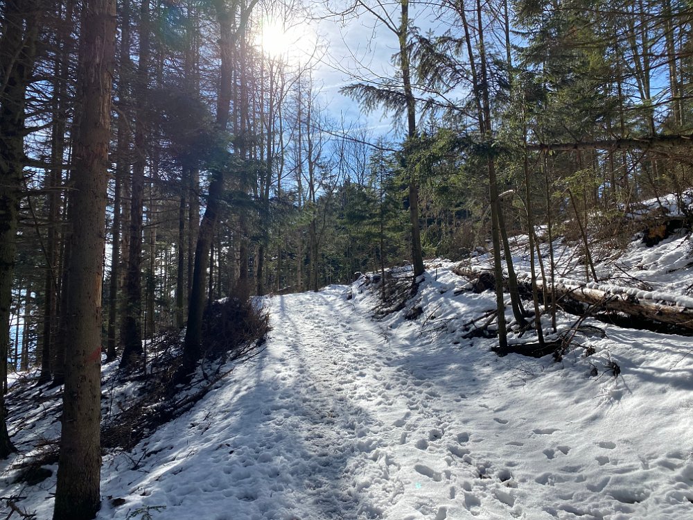 IMG_2568.jpg - Es wird im Wald sogar noch winterlich!