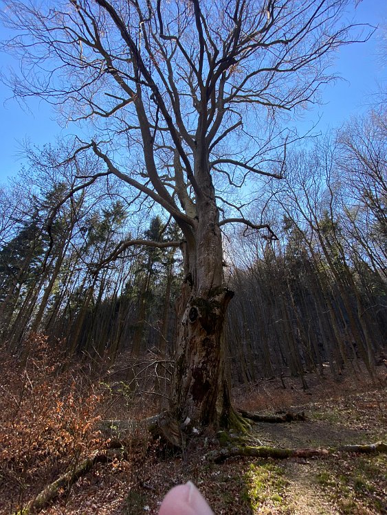 IMG_3379.jpg - Der Baum ist mächtig. sieht hier am Foto harmlos aus.