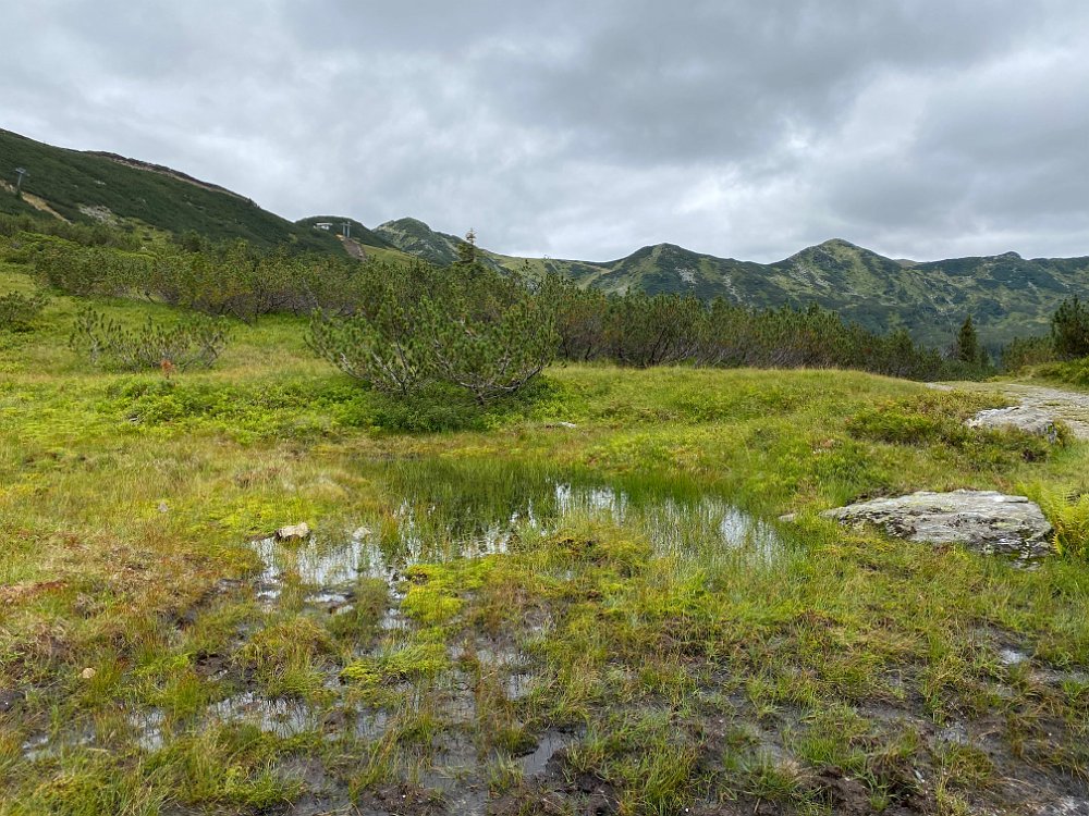 IMG_5585.jpg - Moorig