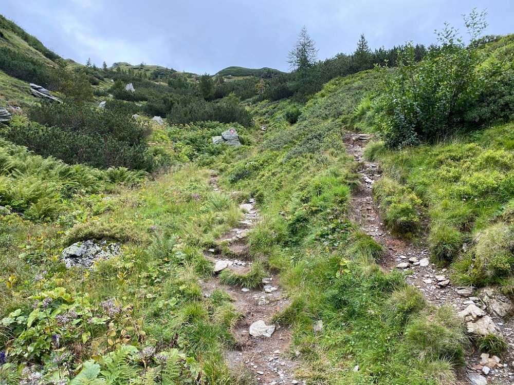 IMG_5595.jpg - Nachdem es nur ein kurzer Nachmittagsspaziergang..