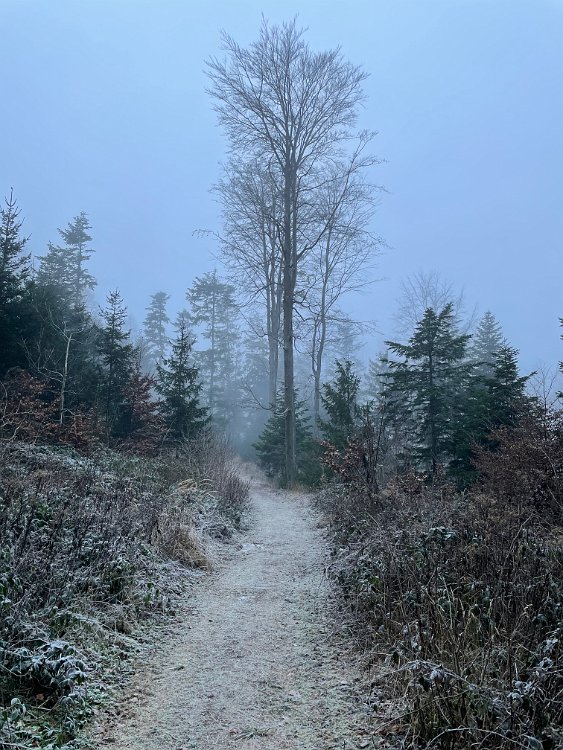 IMG_0935.jpeg - Wie gehen "den neuen Weg", den ich ein paar Tage zuvor entdeckt habe, also nicht zum 1000ten Mal an der Wiese vorbei, sondern durch den Wald.