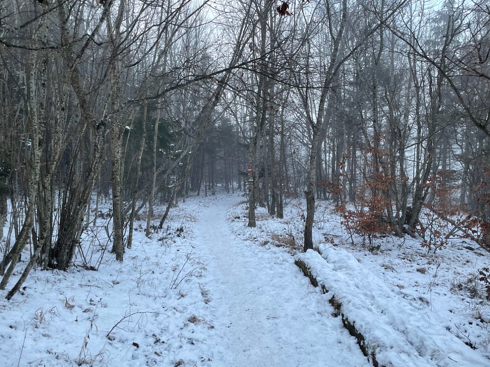 IMG_0961.jpeg - Es ist hier sehr rutschig, leider haben wir, weil wir ja nur spazieren gehen wollten, keine Stecken dabei. Die wären am hartgepressten Schnee schon ganz gut gewesen.,