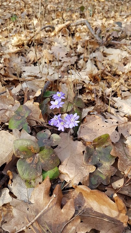 495b675e-8062-48dc-8370-5c0c767a8e0e.jpg - Nette Blumen, Vorboten des Frühlings