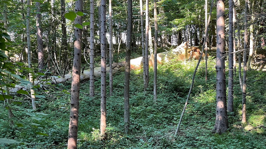 IMG_2972.jpg - Vorbei beim großen Baum