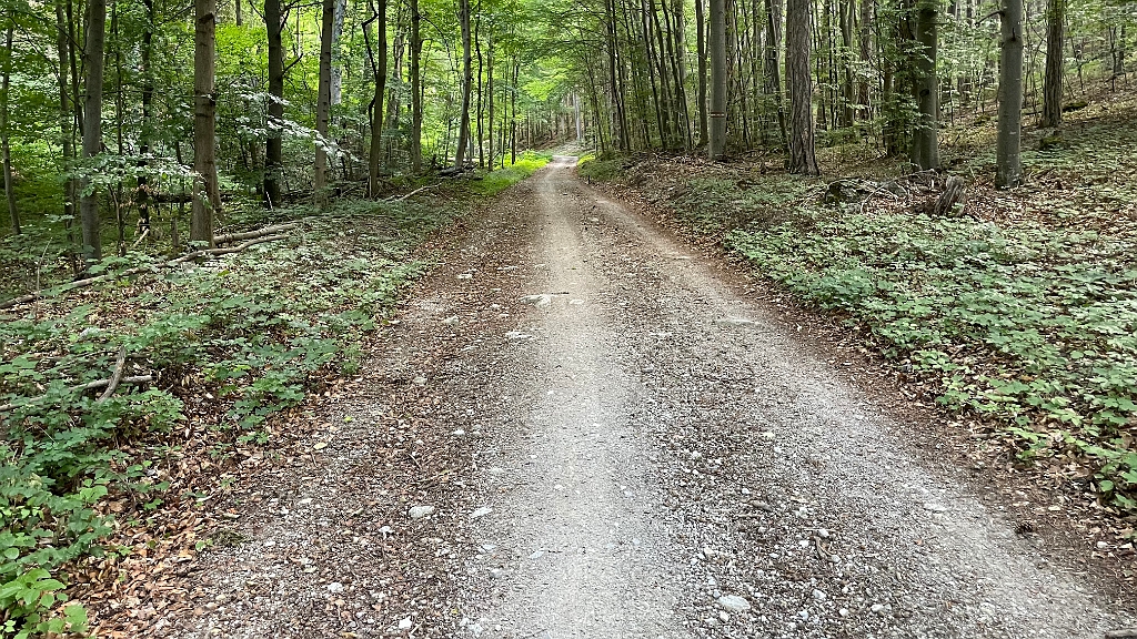 IMG_2977.jpg - Es folgt ein langer Forststraßenhatscher, der insofern angenehm, weil gleichmäßig ist.