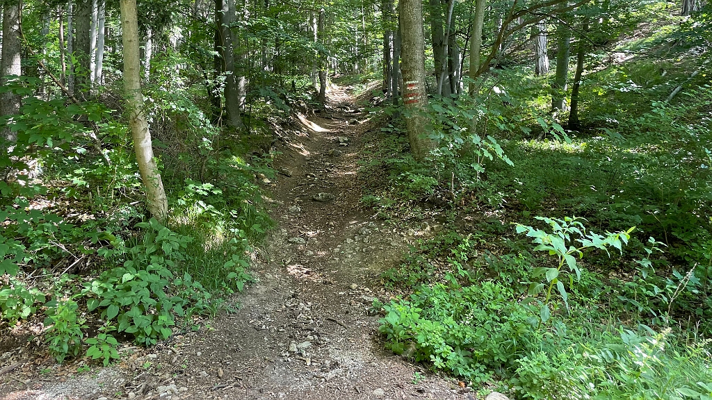 IMG_2978.jpg - Dann folgt aber der steilere Waldanstieg