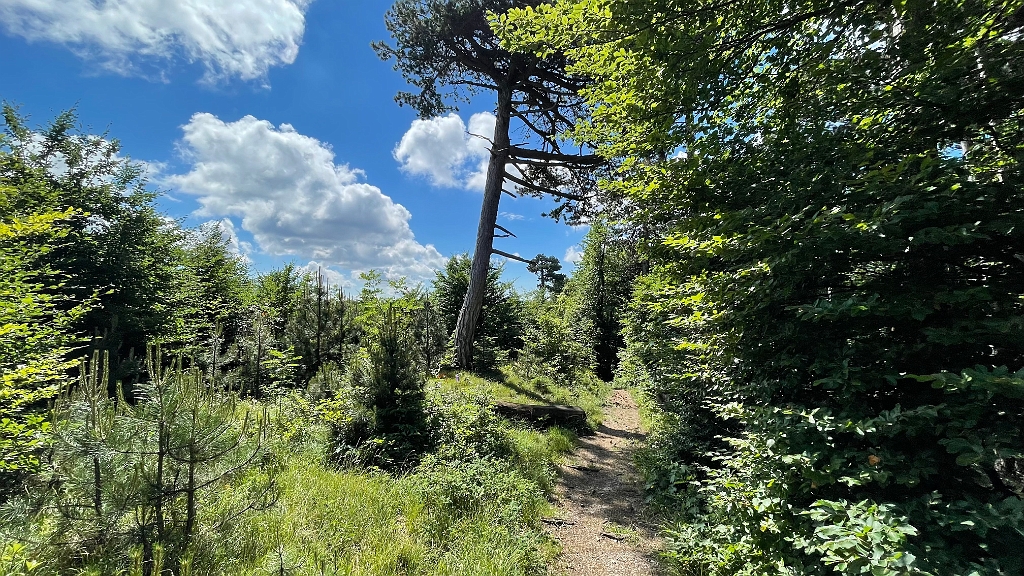 IMG_2981.jpg - Die Rückenwanderung ist Genussetappe
