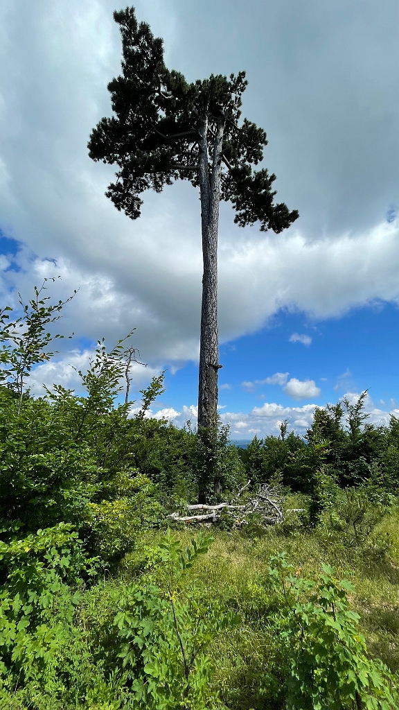 IMG_2989.jpg - Ich schere zur "Föhre 722" aus...