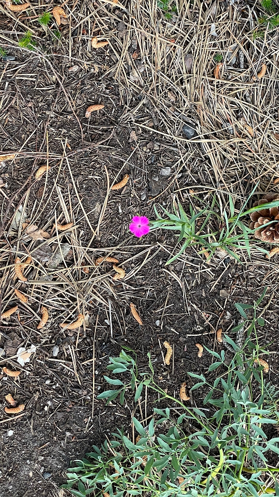 IMG_3001.jpg - Leider ist die Blume so leuchtend, dass das Handy nicht scharf stellen kann.