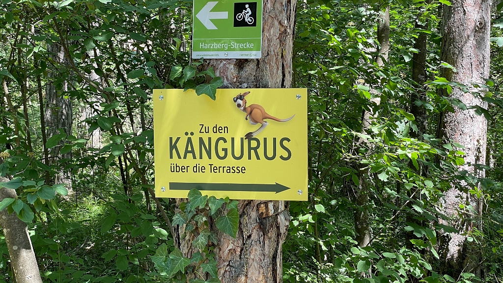 IMG_3010.jpg - Die Kängurus lasse ich heute aus.