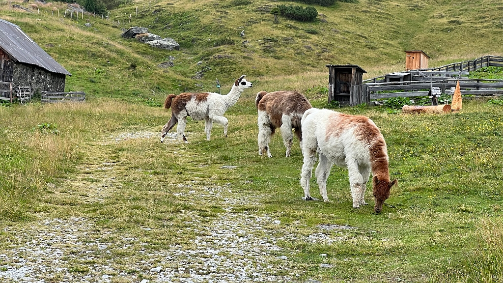 IMG_9564.jpg - Lamas!