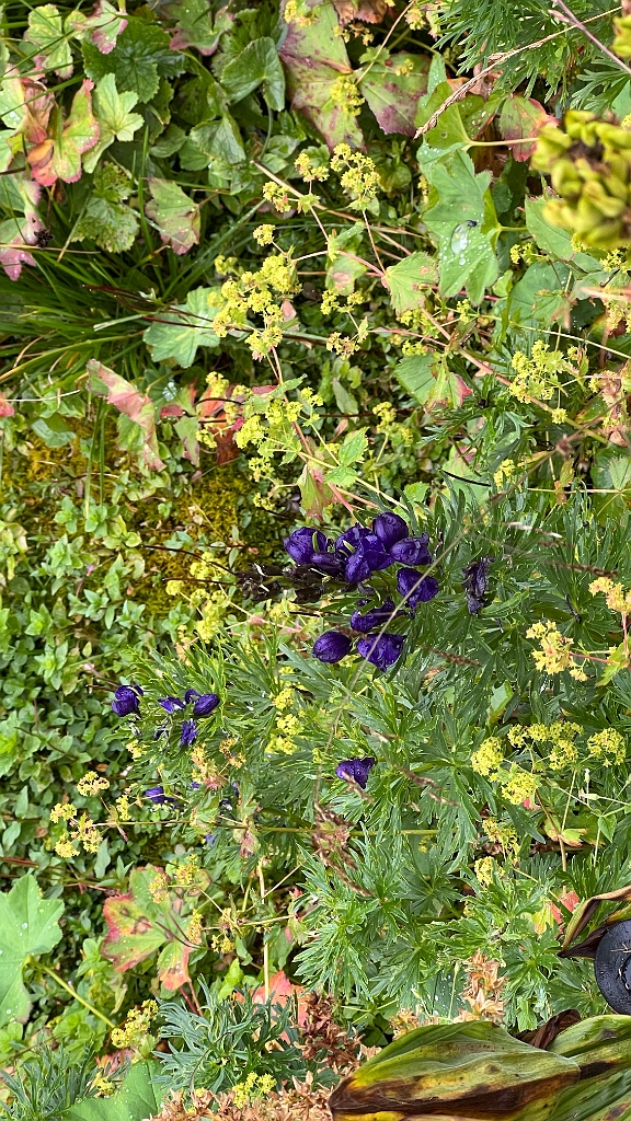 IMG_9631.jpg - Tiefblaue Blumen