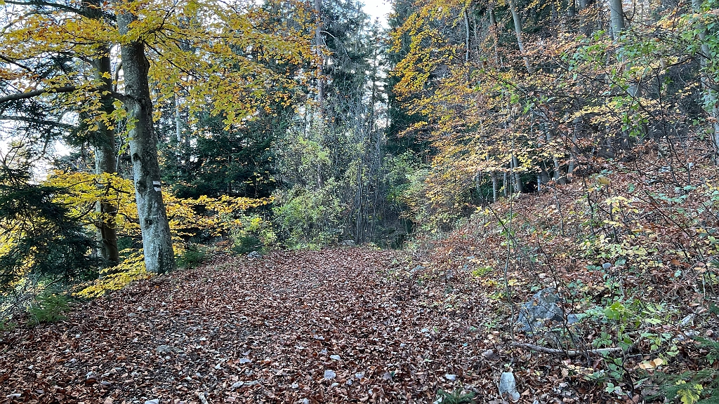 2022.11.12 14.06.27.jpg - Bald sind wir an der Forststraße...